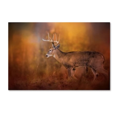 Jai Johnson 'Big Buck In Autumn' Canvas Art,22x32